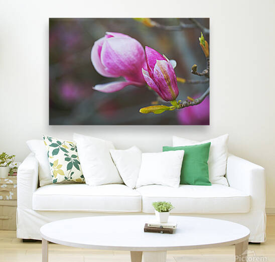 Lush Magnolias  by Joy Watson