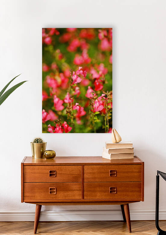 Salvia In Pink Dawn Sage by Joy Watson