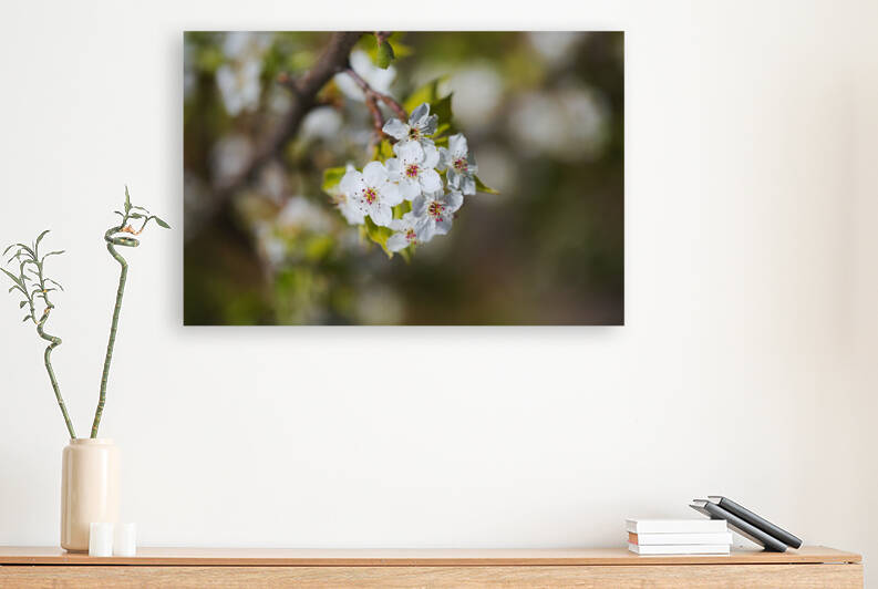 White Nashi Fruit Flowers by Joy Watson