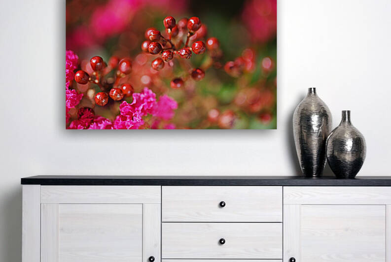 Crepe Myrtle Pink Buds  by Joy Watson