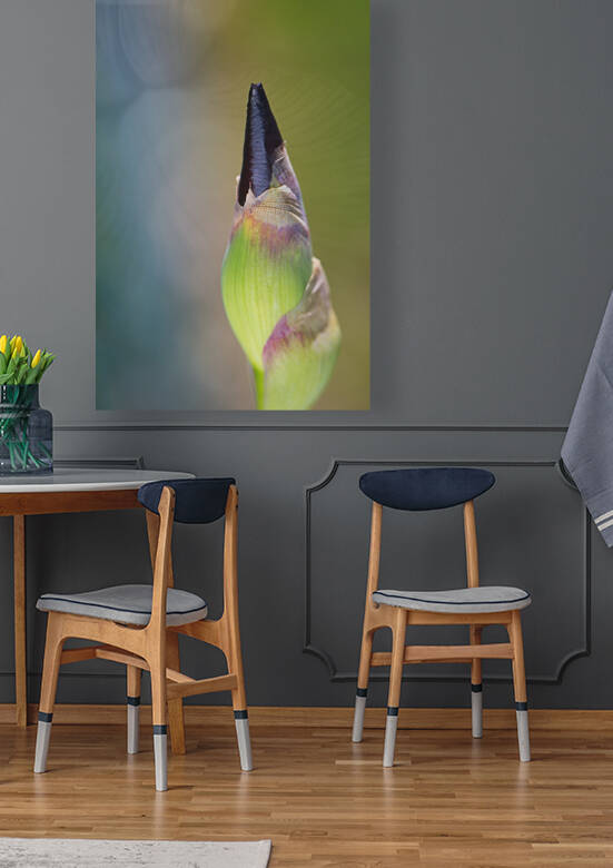 Iris Bud With A Soft Display by Joy Watson