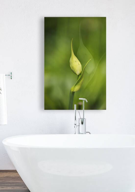Graceful Agapanthus Duo by Joy Watson