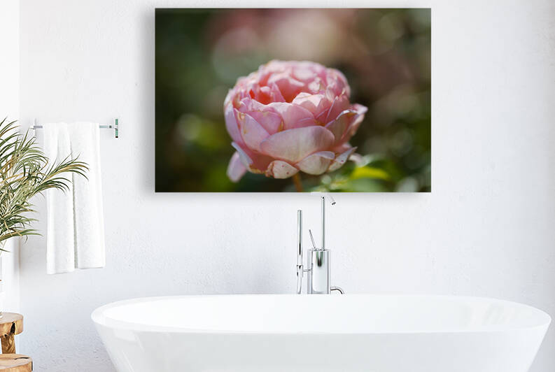 Pink Hued Gold Rose by Joy Watson