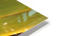 Long Leaf HD Metal print