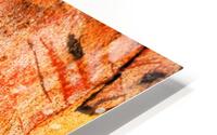 Eucalyptus Bark And Patterns HD Metal print