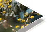 Wattle Trees Lace HD Metal print