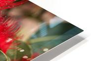 Red Eucalyptus Flowers HD Metal print