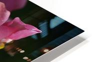 Snapdragon Pink HD Metal print