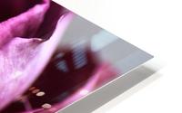 Soft Rose HD Metal print
