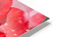Red Rose Middle HD Metal print