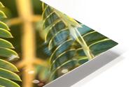 Fern  HD Metal print