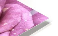 Mauve Rose HD Metal print