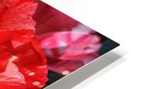 Bright Red Roses HD Metal print