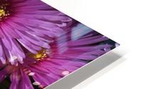 Pink Ice Plant HD Metal print