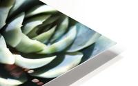 Succulent World HD Metal print