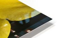 Daffodil  HD Metal print