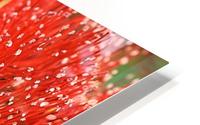 Red Eucalyptus flowers HD Metal print