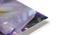 Wisteria Purples HD Metal print