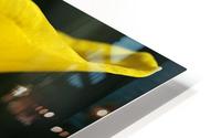 Daffodil Yellow Up Close HD Metal print