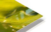 Monstera Deliciosa Leaf HD Metal print