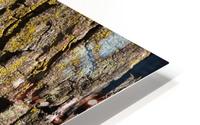 Moss Art Eucalyptus Bark  HD Metal print