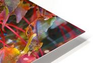 Autumn Leaves HD Metal print
