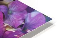 Hydrangea Flower Wonderful Pinks  HD Metal print