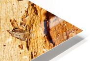 Eucalyptus Tree Natural Layers HD Metal print