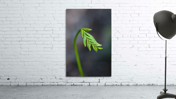 Freesia Waking Up Wall Preview