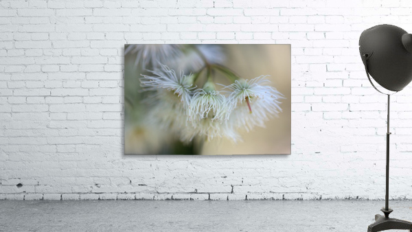 White Eucalyptus Flowers Wall Preview