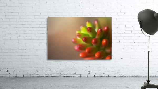 Cactus Romance Wall Preview