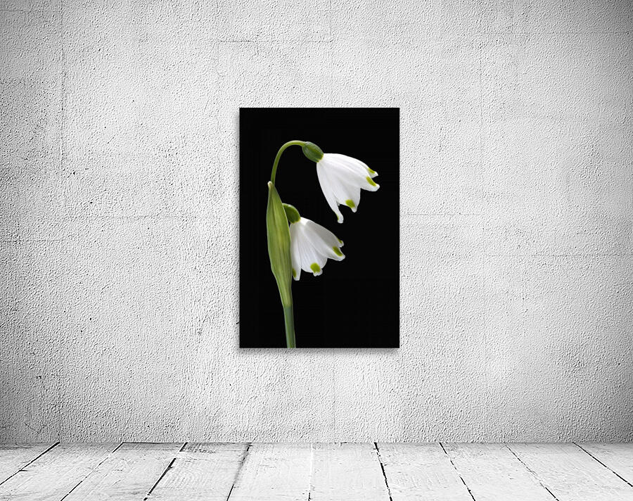 Spring Snowdrop Flowers Wall Preview