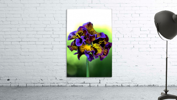 Lacy Pansy Wall Preview
