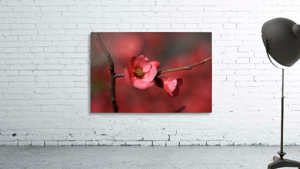 Flowering Quince Wall Preview