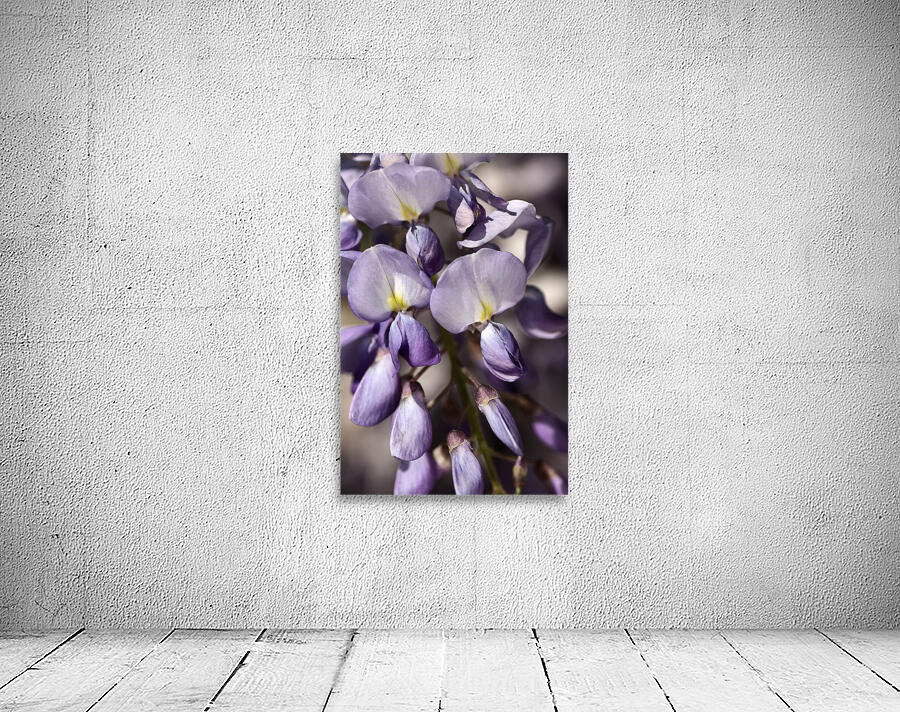 Wisteria Wall Preview