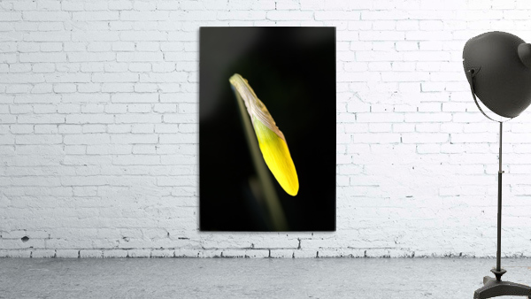 Daffodil Wall Preview