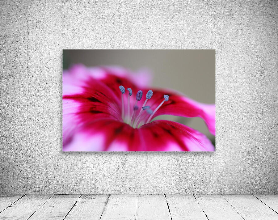 Dianthus Flower Wall Preview