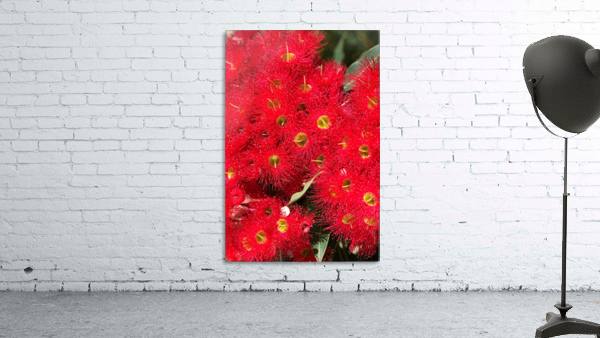 Australian Native Eucalyptus Wall Preview