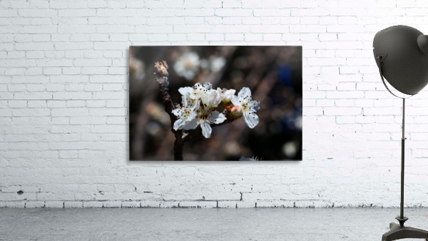 White Spring Blossom Wall Preview