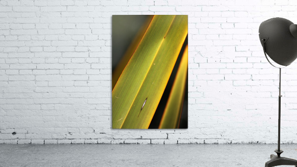 Long Leaf Wall Preview