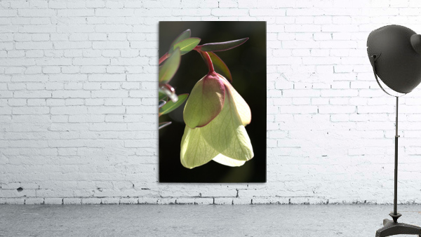 Qualup Bell Flower Wall Preview