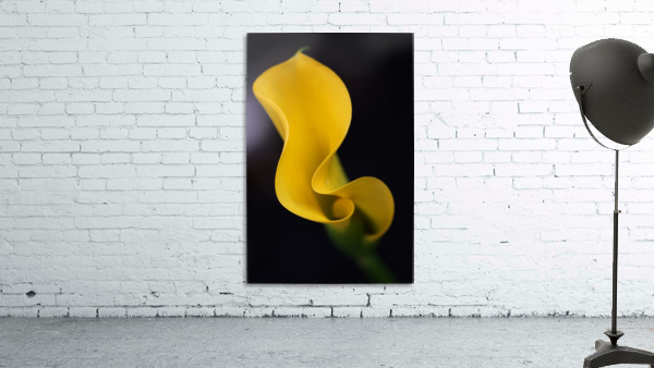Calla Lily Wall Preview