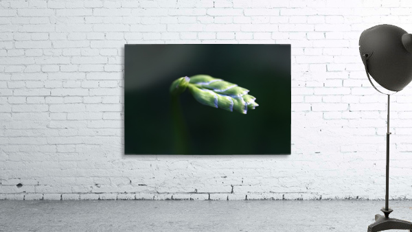 Grape Hyacinth Bud Wall Preview