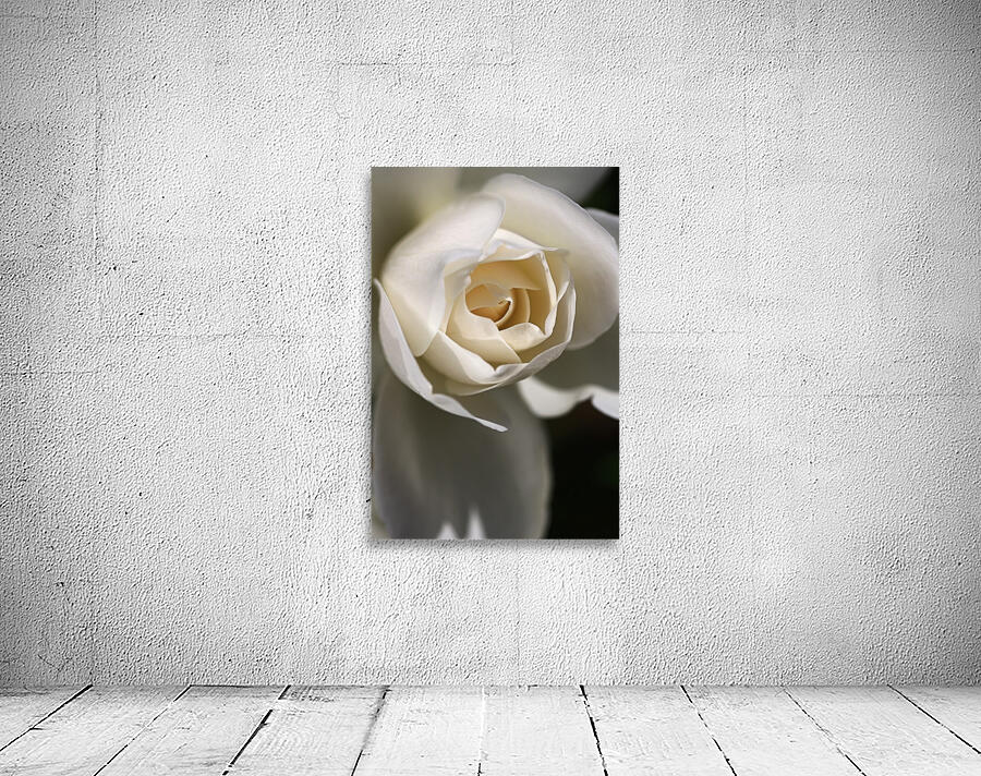 Soft White Rose Wall Preview