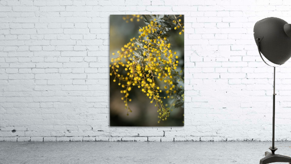Wattle Trees Lace Wall Preview