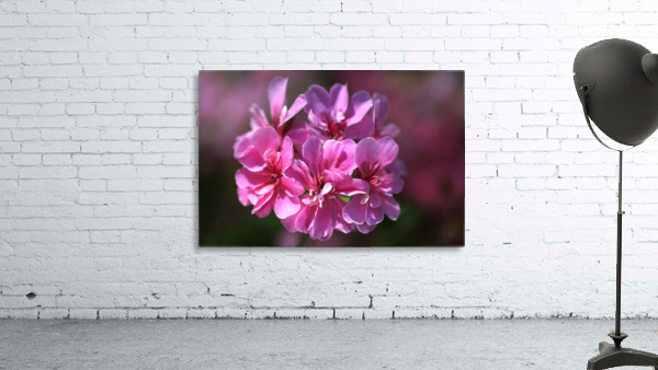 Geranium In Pink Wall Preview