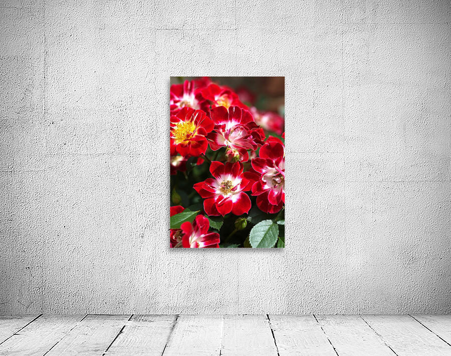 Carpet Roses Wall Preview
