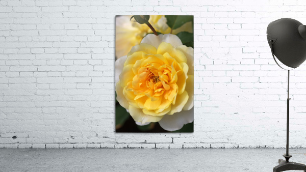 Yellow Rose Wall Preview