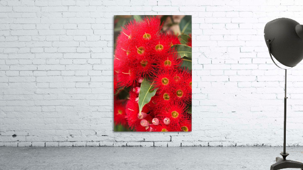 Red Eucalyptus Flowers Wall Preview