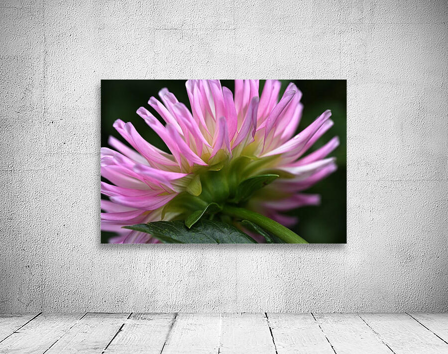 Dahlias Pink Side Wall Preview